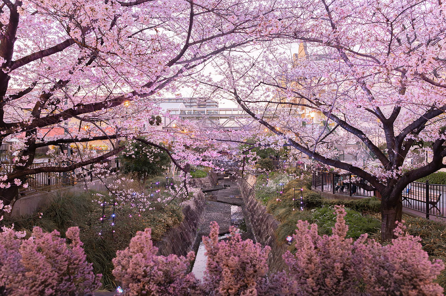 当たり前の春の有り難さ 【尼崎の景色を通して味わう浄土真宗 vol.4】